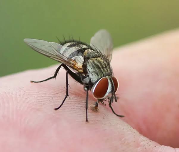 Fly