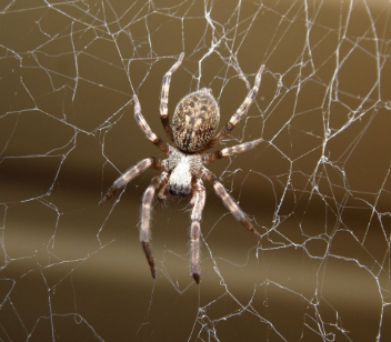 Spider