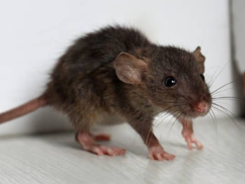 Rodent